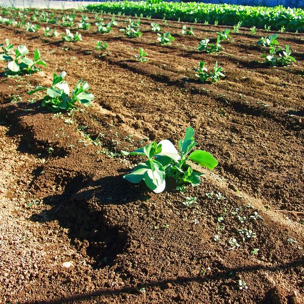 八代の有限会社メテックでは畑の売却についてもサポートしております